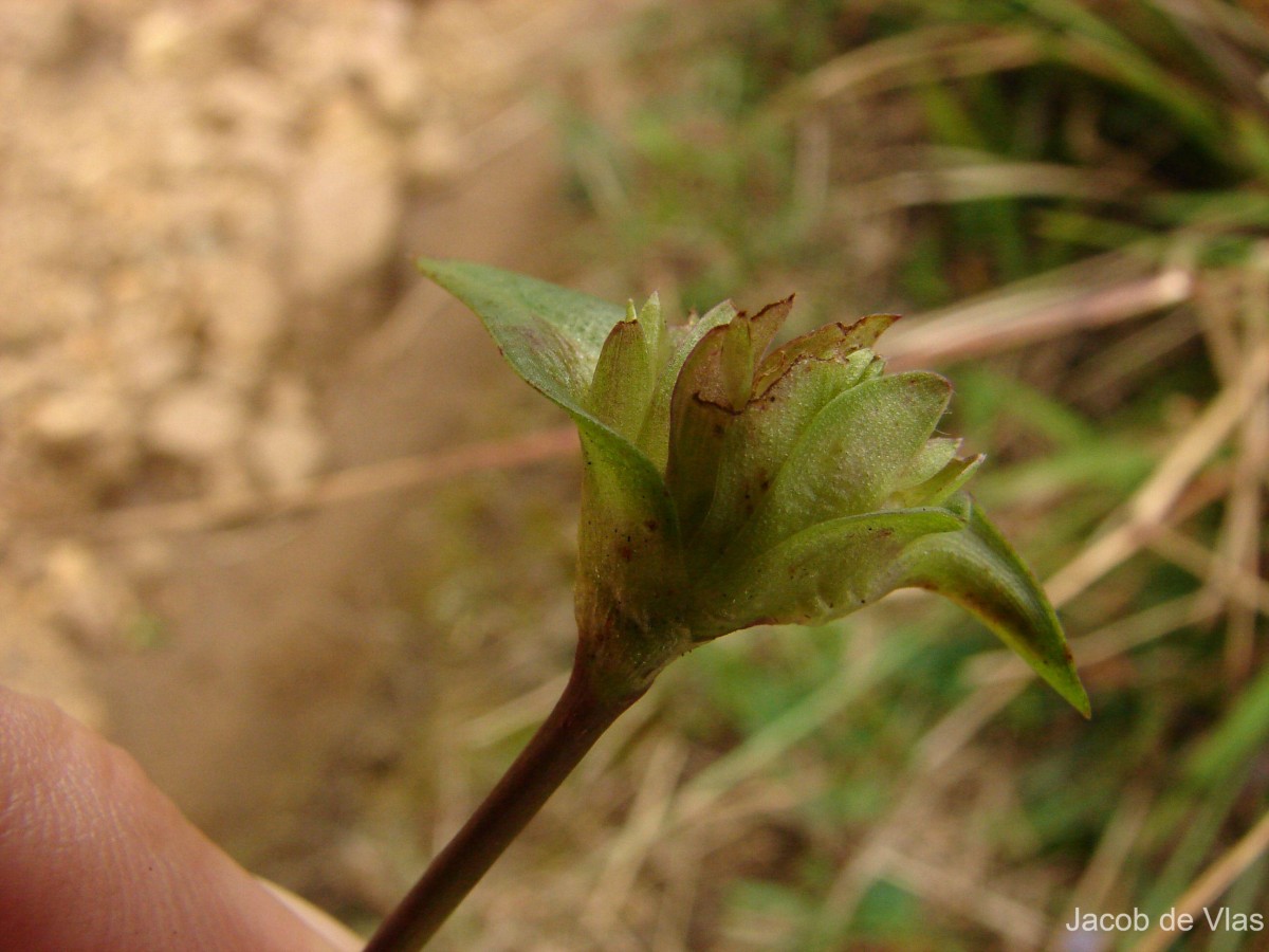 Cyanotis pilosa Schult. & Schult.f.